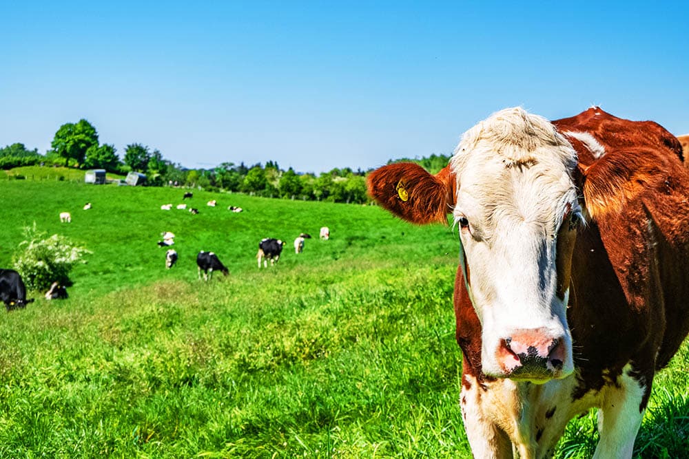 ¡La ganadería ecológica: una alternativa sustentable para el planeta y tu salud!